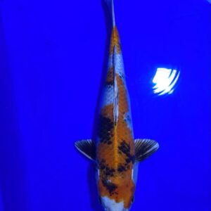 Gin Showa – Aoki Koi Farm – Nisai 44cm