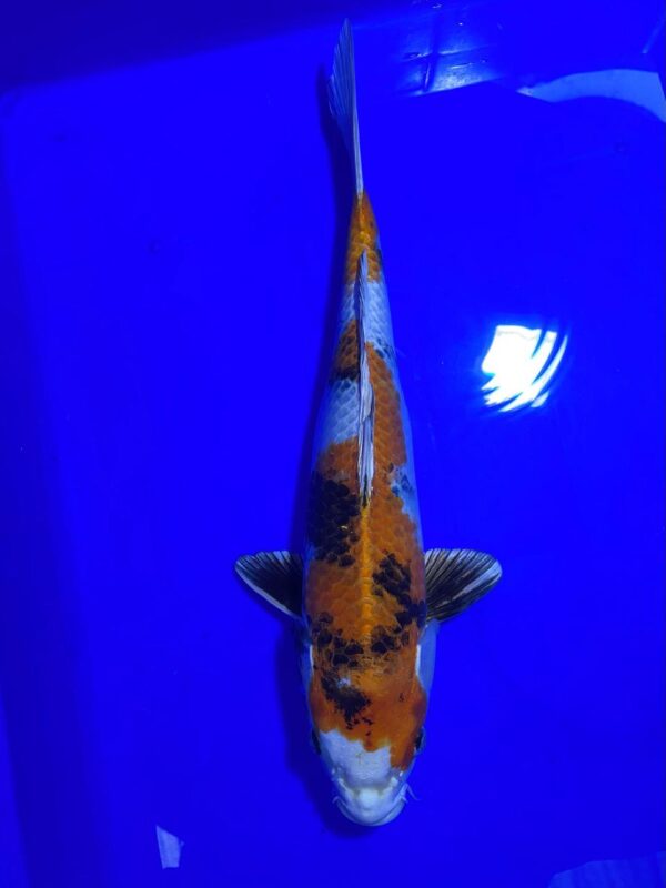 Gin Showa – Aoki Koi Farm – Nisai 44cm