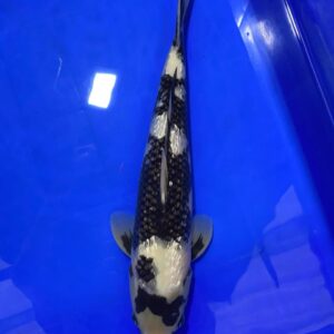 Omosako Gin Shiro Utsuri , Nisai 45cm, Female