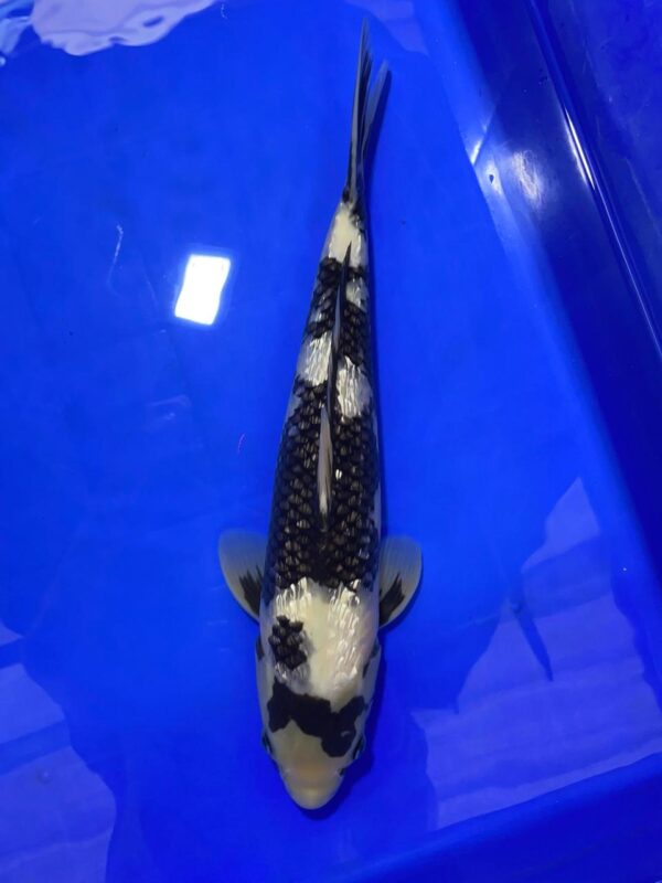 Omosako Gin Shiro Utsuri , Nisai 45cm, Female