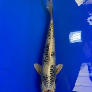Tancho Aragoke Gin Showa - Nisai - 42F- Aoki Koi Farm Auction