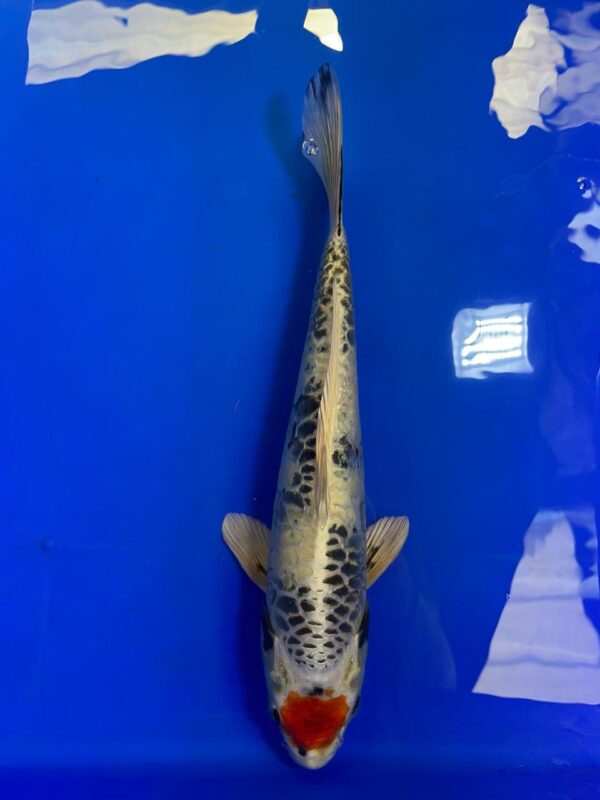 Tancho Aragoke Gin Showa - Nisai - 42F- Aoki Koi Farm Auction