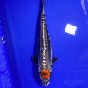 Tancho Doitsu Kogane Ochiba- 42cmF - Nisai - Aoki Koi Farm (Rare)