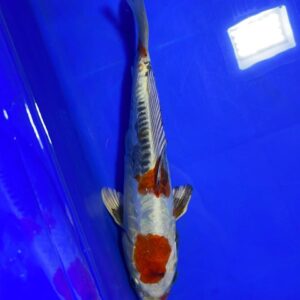 Gin Showa- Nisai - 43cm F - Aoki Koi Farm