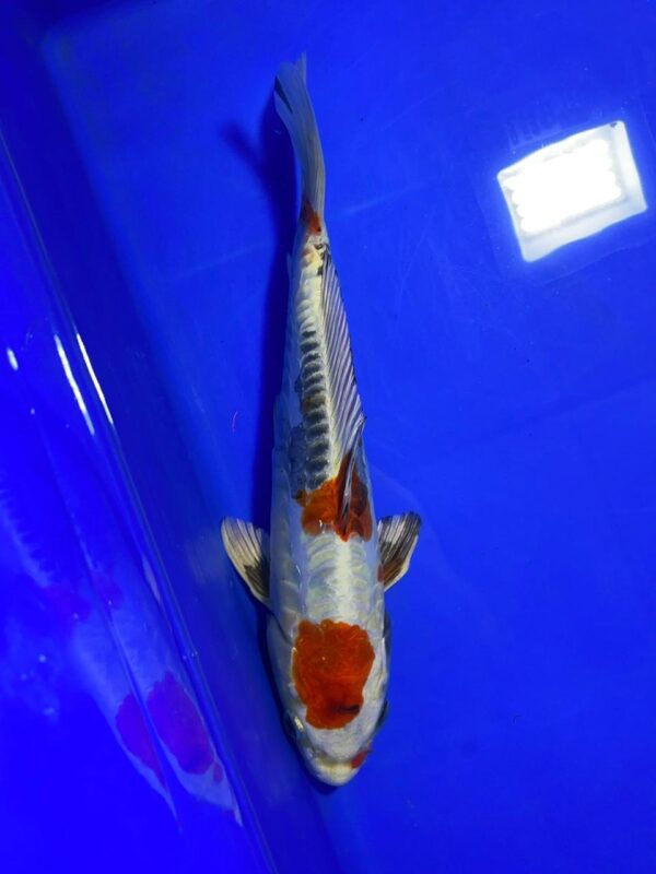 Gin Showa- Nisai - 43cm F - Aoki Koi Farm