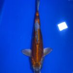 Doitsu Kogane Ochiba Nisai 43 Female Aoki Koi Farm