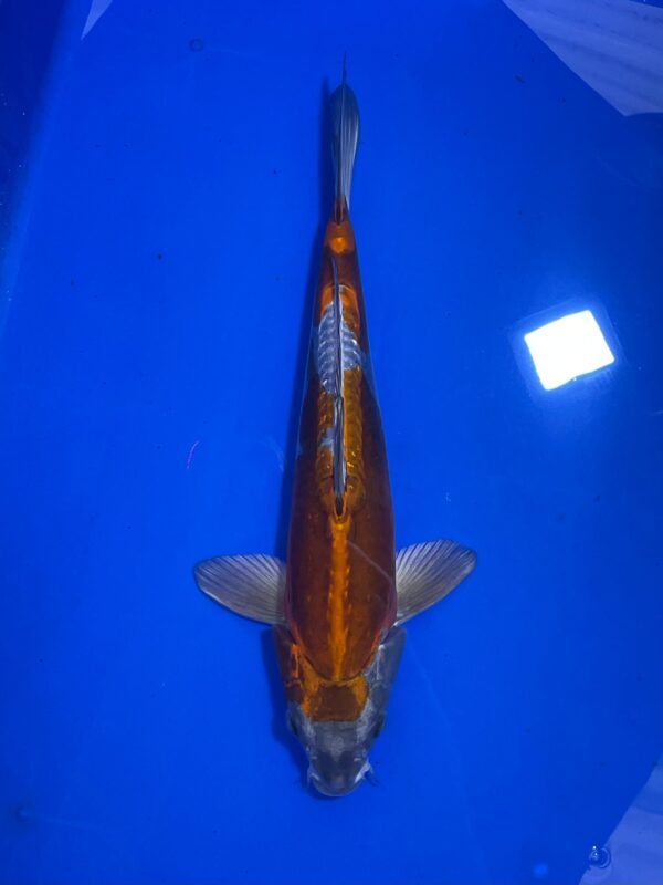 Doitsu Kogane Ochiba Nisai 43 Female Aoki Koi Farm