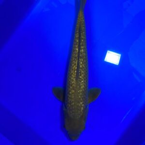 Ginrin Chagoi - Jumbo Tosai 40cmF - HQ - Dainichi Koi Farm