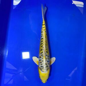 Kin Kikokuryu (Aragoke)- Nisai - M42cm - Aoki Koi Farm