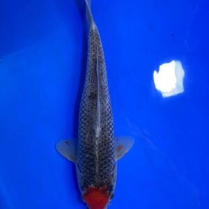 Tancho Kuro Goshiki - Nisai - M36cm - Aoki Koi Farm