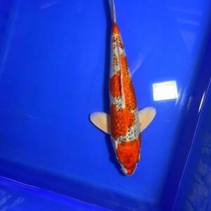 Ginrin Beni Ginga - Nisai - F40cm - Aoki Koi Farm