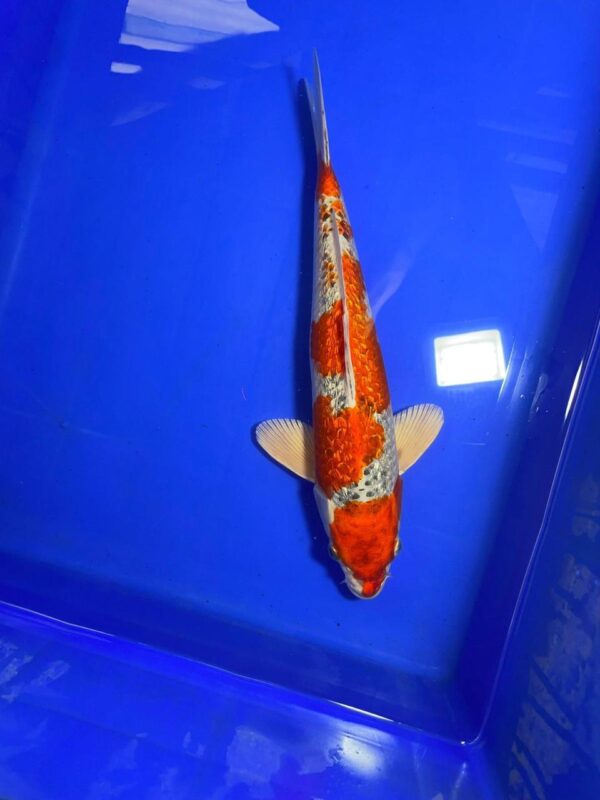 Ginrin Beni Ginga - Nisai - F40cm - Aoki Koi Farm