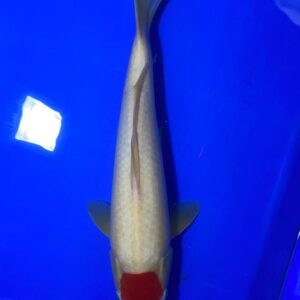 Tancho Kohaku - Nisai - M42cm - Maruhiro Koi Farm