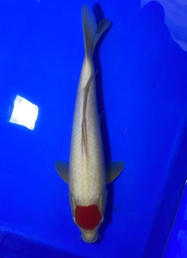 Tancho Kohaku - Nisai - M42cm - Maruhiro Koi Farm