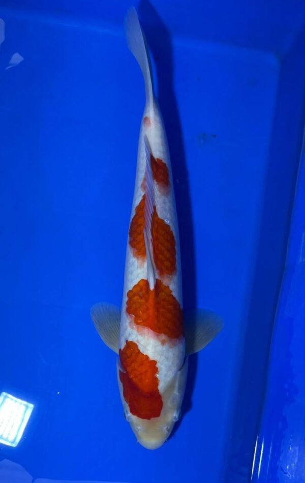 Kohaku - Nisai - M44cm - Maruhiro Koi Farm ( Yondan)