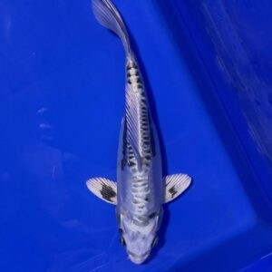 Doitsu Kuro Ginga - Nisai - 33CM Female  - Aoki Koi Farm
