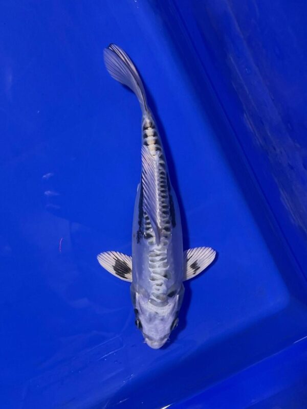 Doitsu Kuro Ginga - Nisai - 33CM Female  - Aoki Koi Farm