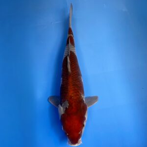 Ochiba Shigure, Nisai, male 40cm, Maruhiro Koi Farm