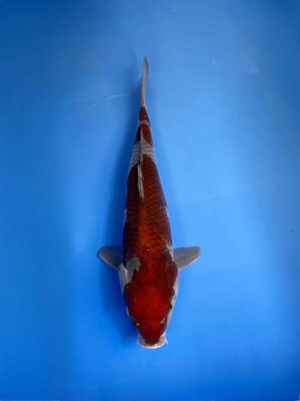 Ochiba Shigure, Nisai, male 40cm, Maruhiro Koi Farm