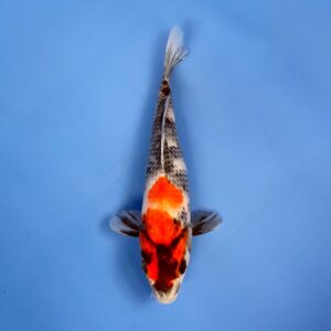 Dainichi Showa, Tosai 22cm
