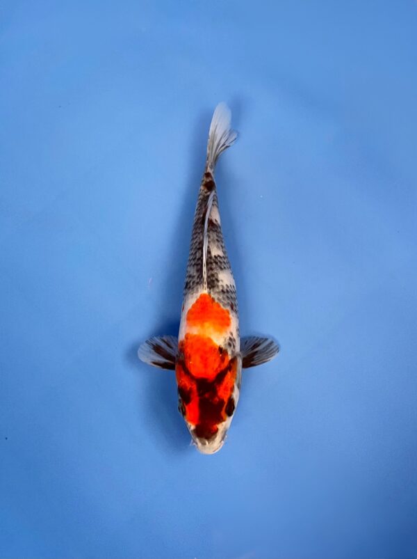 Dainichi Showa, Tosai 22cm