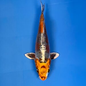 Doitsu Kogane Ochiba, Tosai 23cm, Aoki Koi Farm