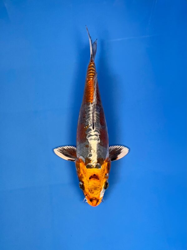 Doitsu Kogane Ochiba, Tosai 23cm, Aoki Koi Farm