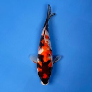 Showa, Tosai 22cm, Dainichi Koi Farm