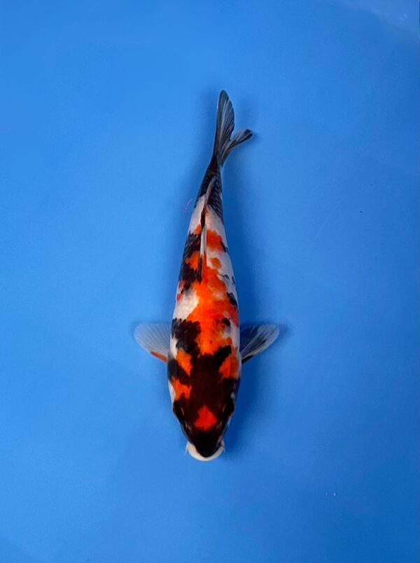 Showa, Tosai 22cm, Dainichi Koi Farm