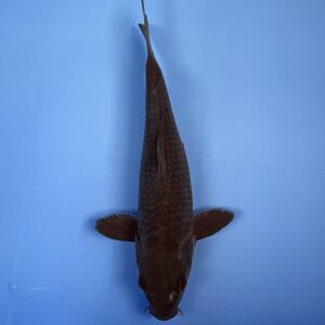 Karasugoi, Tosai 24cm, Aoki koi Farm