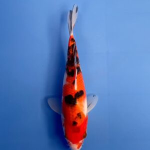 Sanke, Tosai 20cm, Sakai Koi Farm