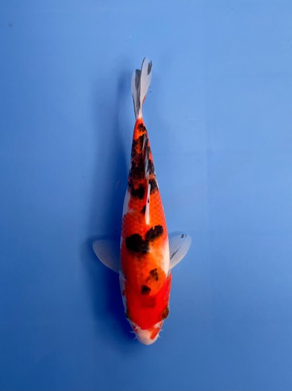 Sanke, Tosai 20cm, Sakai Koi Farm