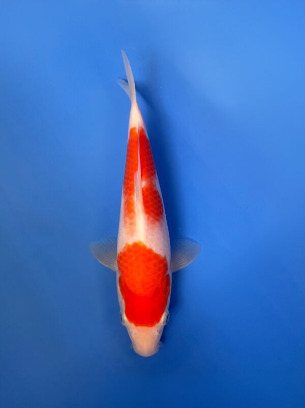 Kohaku, Tosai 23cm, Sakai Koi Farm
