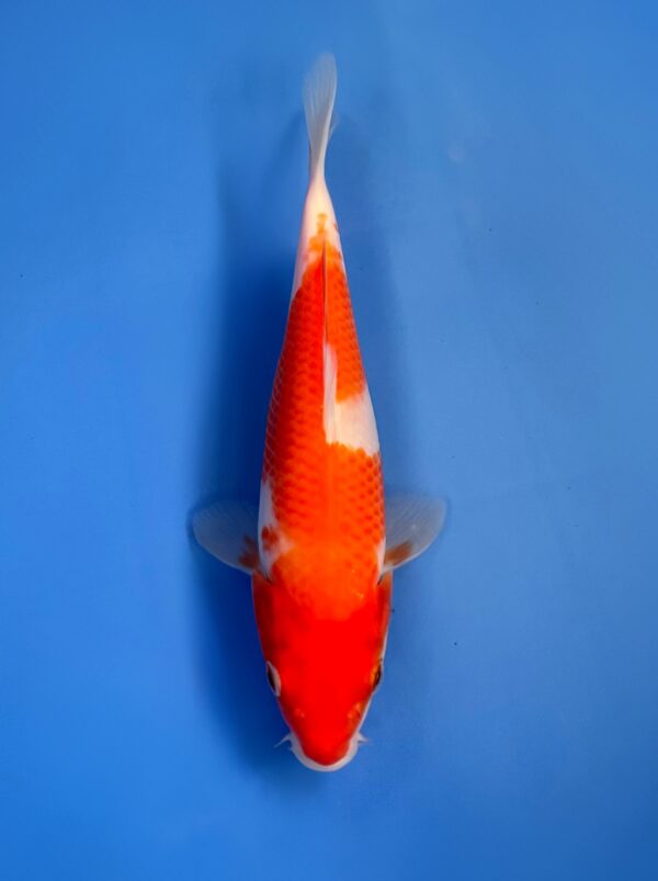 Kohaku, Tosai 21cm, Sakai Koi Farm