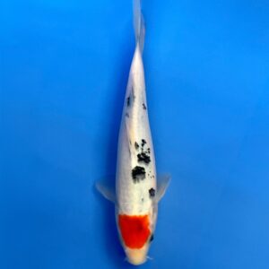 Tancho Sanke, Tosai 24cm, Sakai koi Farm