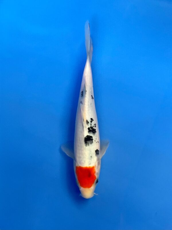 Tancho Sanke, Tosai 24cm, Sakai koi Farm