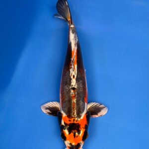 Beni kikokuryu , Aoki koi farm,Female, Nisai 38cm