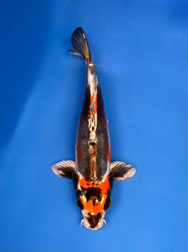 Beni kikokuryu , Aoki koi farm,Female, Nisai 38cm