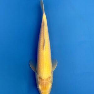 Red Eyed Karashi, Jumbo Tosai 32CM, Maruhiro koi farm