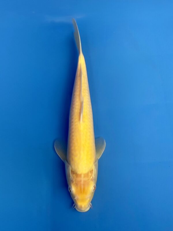 Red Eyed Karashi, Jumbo Tosai 32CM, Maruhiro koi farm