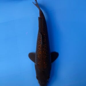 Ginrin Kawaigoi Jumbo Tosai 32cm, Dainichi Koi Farm