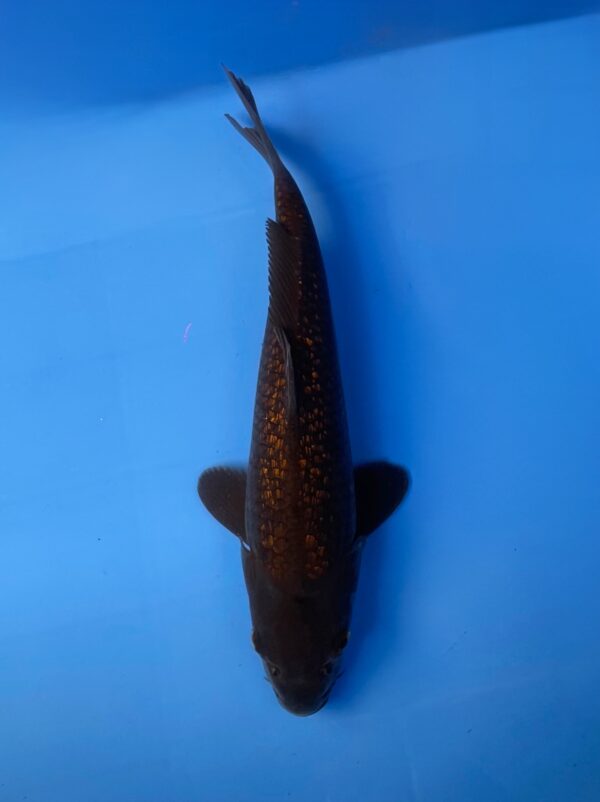 Ginrin Kawaigoi Jumbo Tosai 32cm, Dainichi Koi Farm
