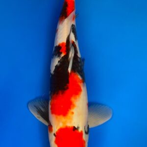 Showa, Nisai 47cm, Female, Maruhiro Koi Farm