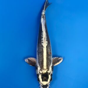 Kikokuryu, Nisai 35cm, Female, Aoki Koi Farm