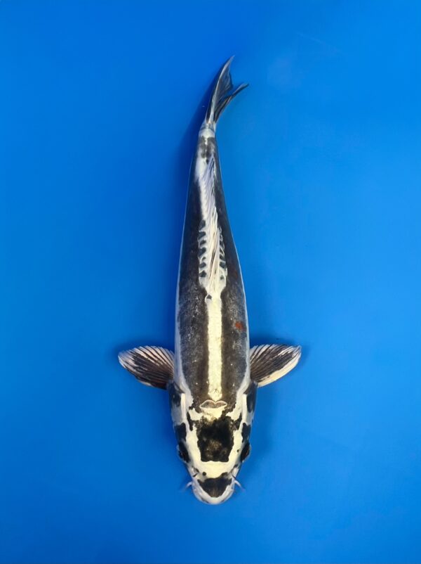 Kikokuryu, Nisai 35cm, Female, Aoki Koi Farm