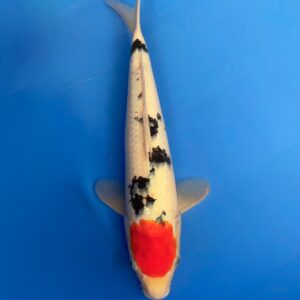 Tancho Sanke, Nisai 38cm, Male, Kanezo Koi Farm
