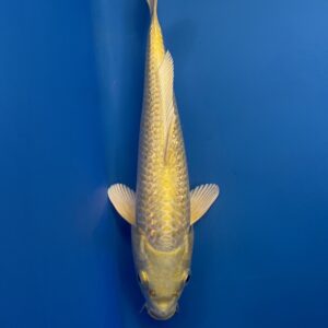 Ginrin Yamabuki, Tosai 27cm, Sakazume Koi Farm