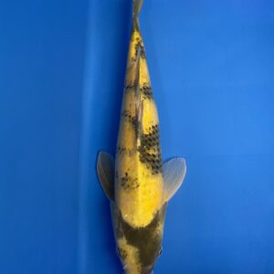 Ki Utsuri - Nisai - 43cm - Male - Maruhiro koi Farm