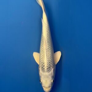 Gin Matsuba, Tosai 24cm, Sakazume Koi Farm