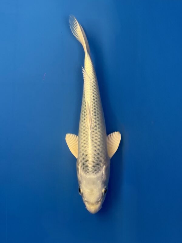 Gin Matsuba, Tosai 24cm, Sakazume Koi Farm
